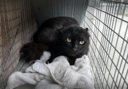 Shelter Stray Unknown Cat last seen Near BLOCK WILSON AVE, PERRIS, CA, 227 N D St, Perris, CA 92570, USA
