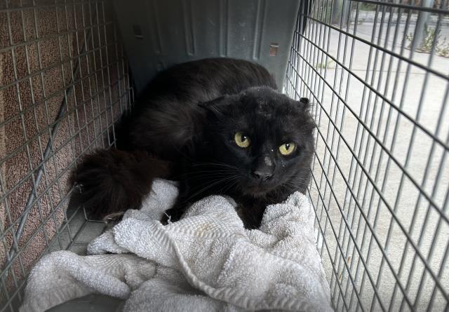 Shelter Stray Unknown Cat last seen Near BLOCK WILSON AVE, PERRIS, CA, 227 N D St, Perris, CA 92570, USA