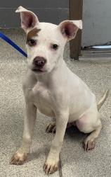 Shelter Stray Male Dog last seen , Tallahassee, FL 32311