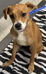 Shelter Stray Female Dog last seen Near BLOCK GARNER CT, TALLAHASSEE FL 32301, Tallahassee, FL 32311