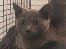 Shelter Stray Female Cat last seen , 1850 W 60th St, Los Angeles, CA 90047, USA