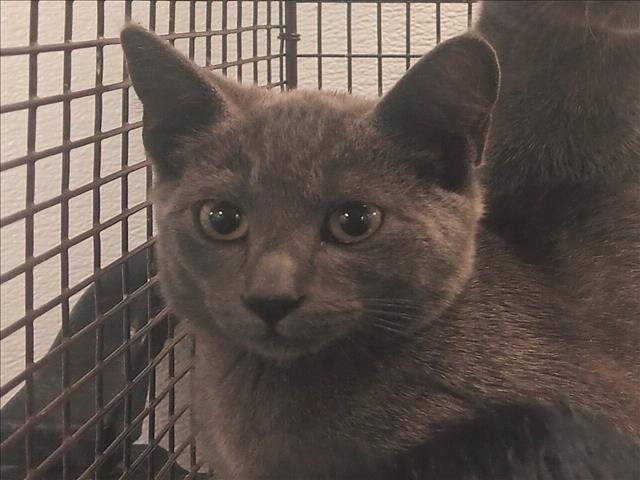 Shelter Stray Female Cat last seen , 1850 W 60th St, Los Angeles, CA 90047, USA