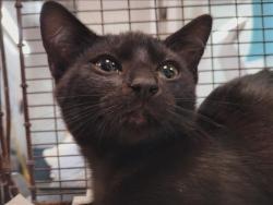Shelter Stray Female Cat last seen , 1850 W 60th St, Los Angeles, CA 90047, USA