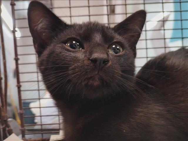 Shelter Stray Female Cat last seen , 1850 W 60th St, Los Angeles, CA 90047, USA