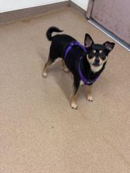 Shelter Stray Female Dog last seen DEPOT, Hayward, CA 94544