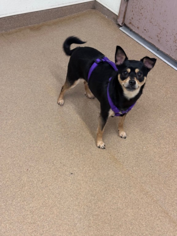 Shelter Stray Female Dog last seen DEPOT, Hayward, CA 94544