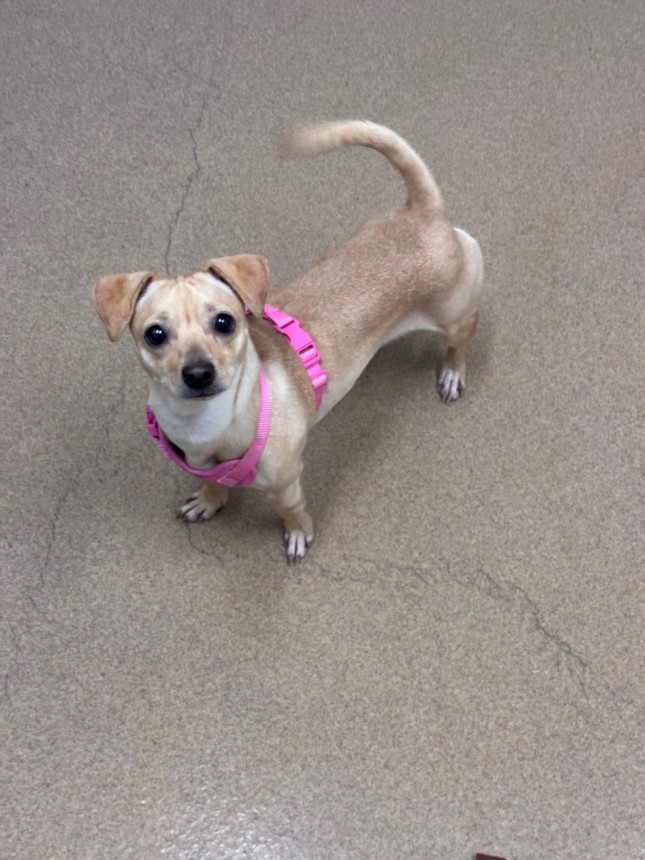 Shelter Stray Female Dog last seen DEPOT, Hayward, CA 94544