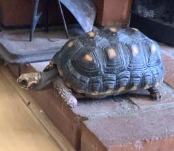 Reunited Female Reptile last seen Behind Grace miller elementary school , La Verne, CA 91750
