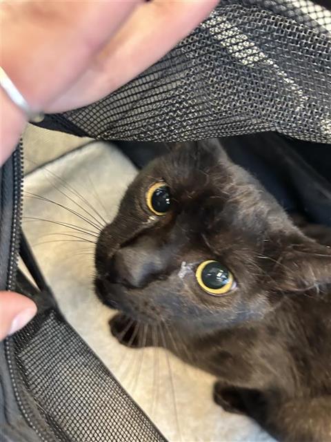 Shelter Stray Male Cat last seen , 4710 TX-151, San Antonio, TX 78227, USA