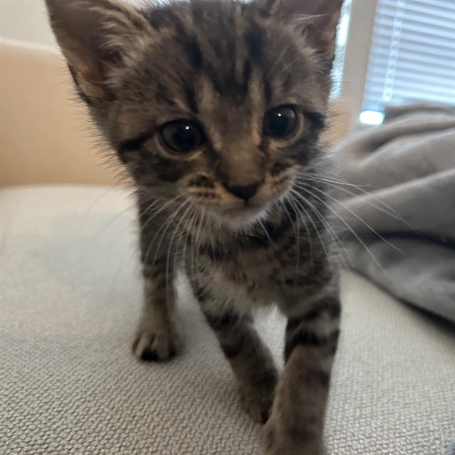 Shelter Stray Female Cat last seen ACROSS FROM MCCOLLUM HIGH SCHOOL, 4710 TX-151, San Antonio, TX 78227, USA
