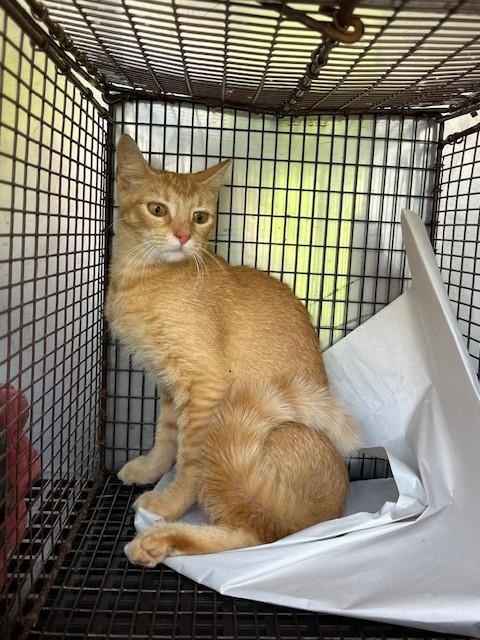 Shelter Stray Female Cat last seen Near BLOCK SW 90TH TERR, 3599 NW 79th Ave, Doral, FL 33122, USA