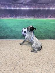 Shelter Stray Female Dog last seen LAS, 3599 NW 79th Ave, Doral, FL 33122, USA