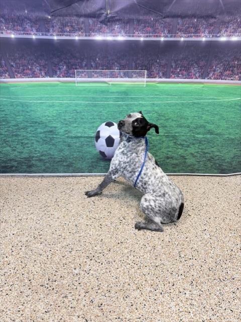 Shelter Stray Female Dog last seen LAS, 3599 NW 79th Ave, Doral, FL 33122, USA