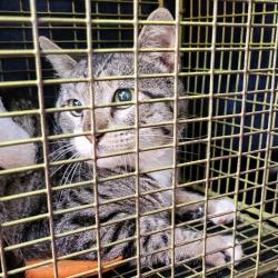 Shelter Stray Male Cat last seen OSTROM DR, 4710 TX-151, San Antonio, TX 78227, USA