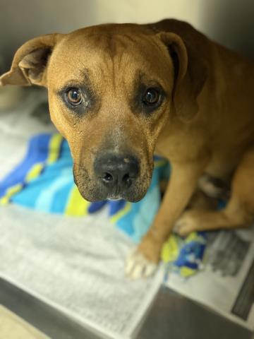 Shelter Stray Male Dog last seen Near BLOCK VAN BUREN BL, JURUPA VALLEY, CA, 6851 Van Buren Boulevard, Jurupa Valley, CA 92509, USA