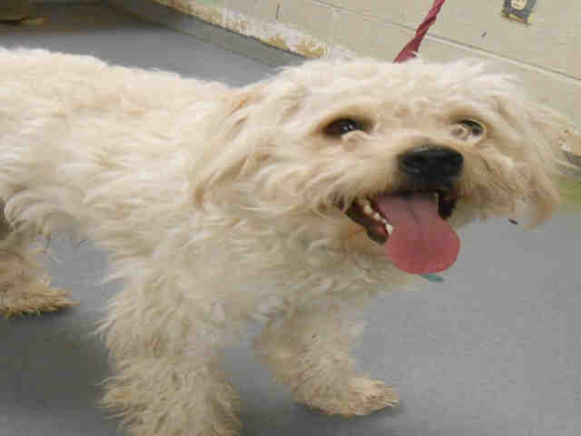 Shelter Stray Male Dog last seen Near , Indianapolis, IN 46221