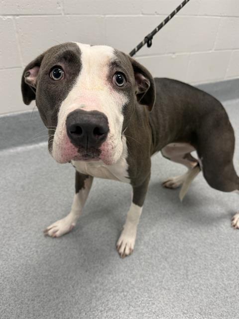 Shelter Stray Female Dog last seen Near , Indianapolis, IN 46221