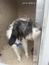 Shelter Stray Male Dog last seen Near , Indianapolis, IN 46221