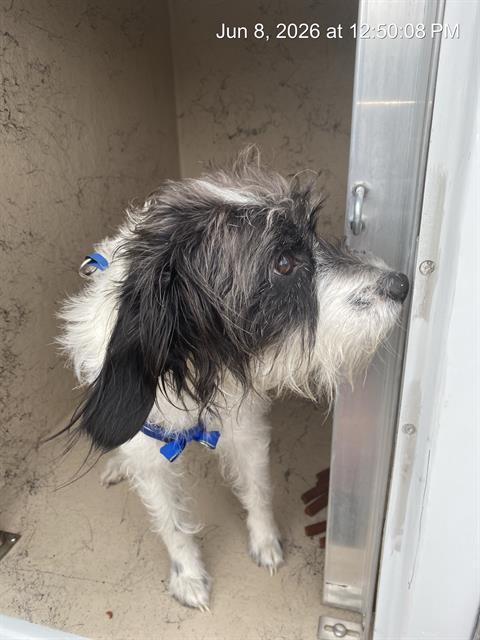 Shelter Stray Male Dog last seen Near , Indianapolis, IN 46221