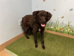 Shelter Stray Female Dog last seen , 38550 Sierra Hwy, Palmdale, CA 93550, USA