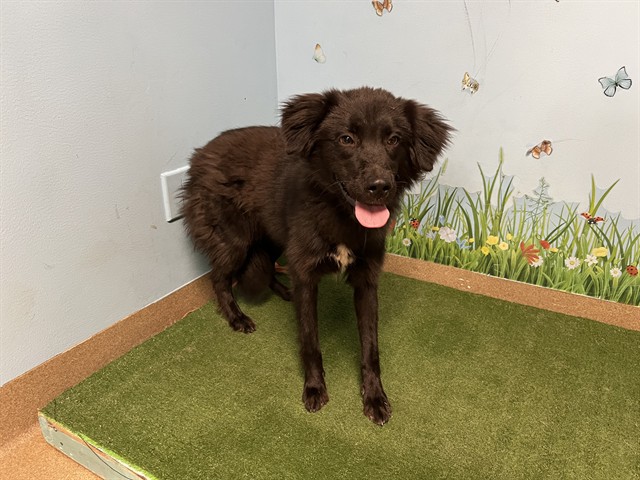 Shelter Stray Female Dog last seen , 38550 Sierra Hwy, Palmdale, CA 93550, USA