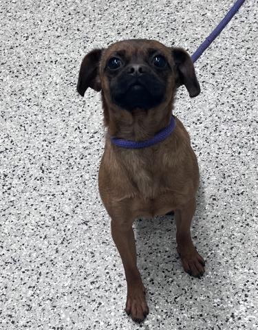Shelter Stray Male Dog last seen Near BLOCK BENTLER ST DETROIT MI 48219, 7401 Chrysler Dr, Detroit, MI 48211, USA