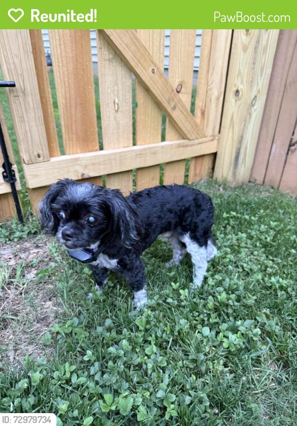 Reunited Male Dog last seen Adderfield and Lyon Hill Lane, Huntersville, NC 28078