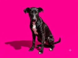 Shelter Stray Female Dog last seen Near BLOCK VERNON ST, 2020 Forest St, Jacksonville, FL 32204, USA