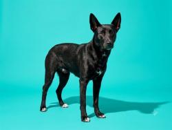 Shelter Stray Male Dog last seen Near BLOCK VERNON ST, 2020 Forest St, Jacksonville, FL 32204, USA