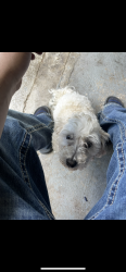 Lost Male Dog last seen 25th and altura or 25th and sable, Aurora, CO 80011