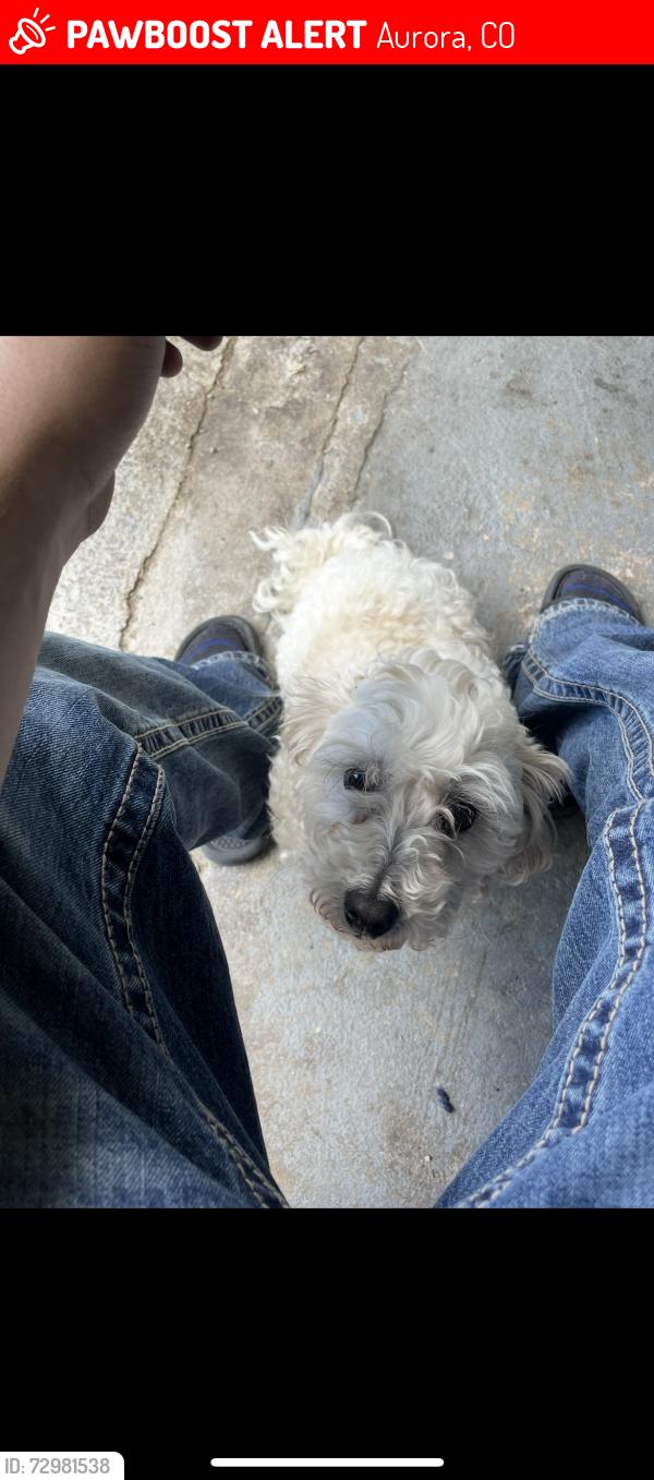 Lost Male Dog last seen 25th and altura or 25th and sable, Aurora, CO 80011