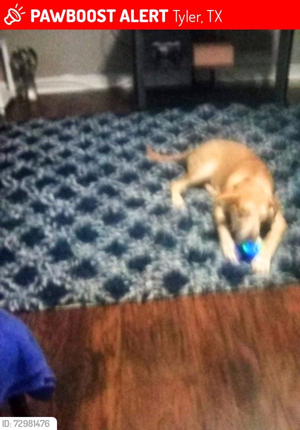 Lost Male Dog last seen Fifth Street , Tyler, TX 75701