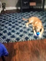 Lost Male Dog last seen Fifth Street , Tyler, TX 75701