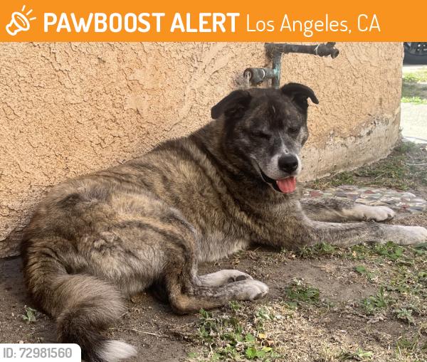 Found/Stray Male Dog last seen Avalon and 55th, Los Angeles, CA 90011
