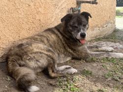 Found/Stray Male Dog last seen Avalon and 55th, Los Angeles, CA 90011
