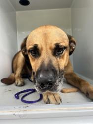 Found/Stray Male Dog last seen FM 2276 and FM 349, Kilgore, TX 75662