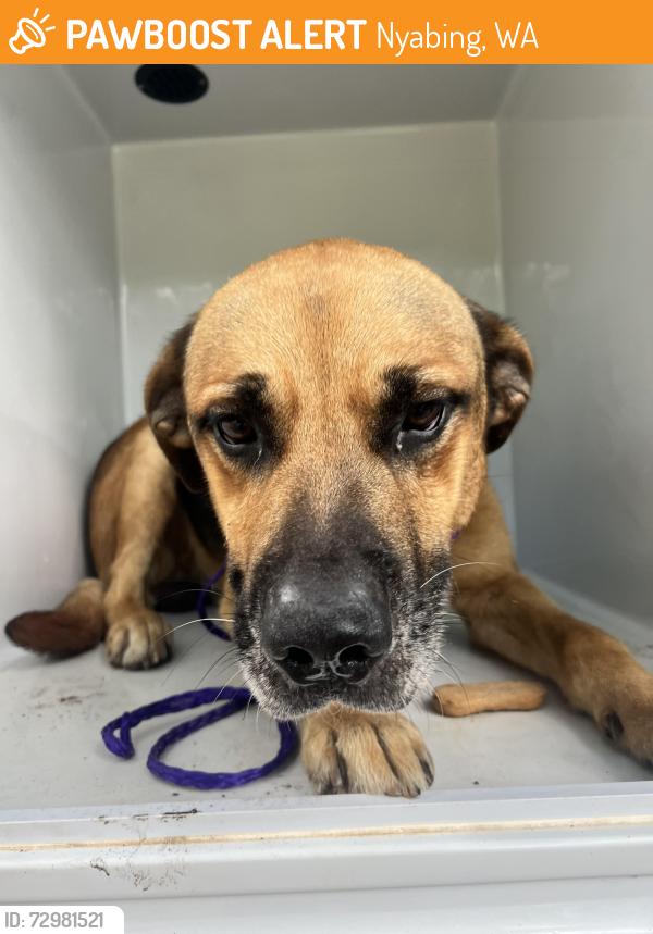Found/Stray Male Dog last seen FM 2276 and FM 349, Kilgore, TX 75662