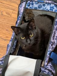 Lost Female Cat last seen Broad st & Jenkins , Oneida, NY 13421