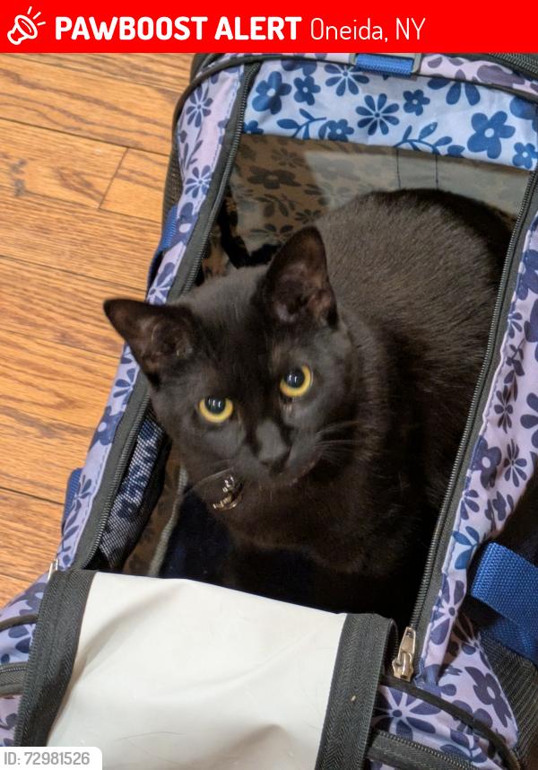 Lost Female Cat last seen Broad st & Jenkins , Oneida, NY 13421
