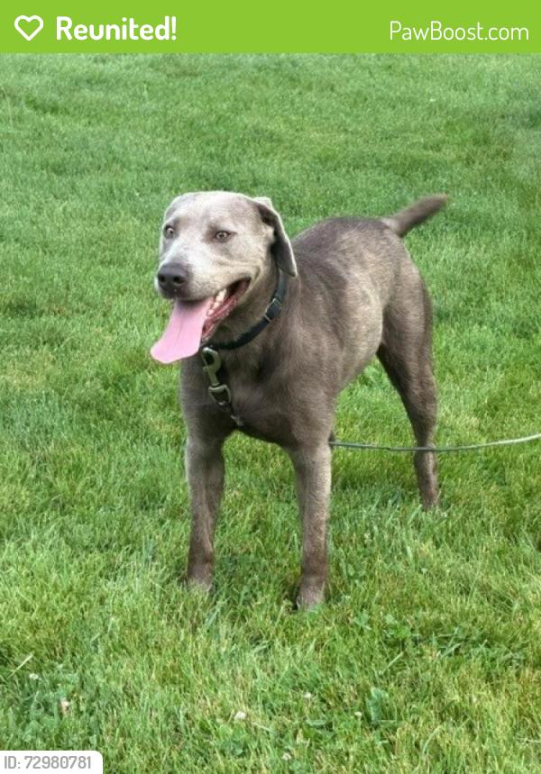 Reunited Male Dog last seen 186th St & Eagletown, Westfield, IN 46074