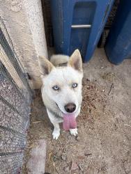 Found/Stray Unknown Dog last seen Lakes, Las Vegas, NV 89117