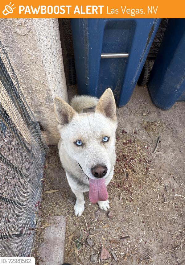 Found/Stray Unknown Dog last seen Lakes, Las Vegas, NV 89117