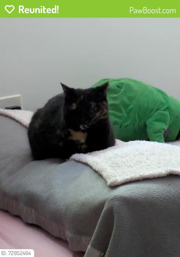 Reunited Female Cat last seen Hess at and Queen st, Hamilton, ON L8P 1B2