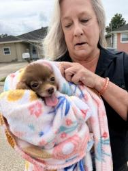 Reunited Male Dog last seen E Frisco , LaPlace, LA 70068