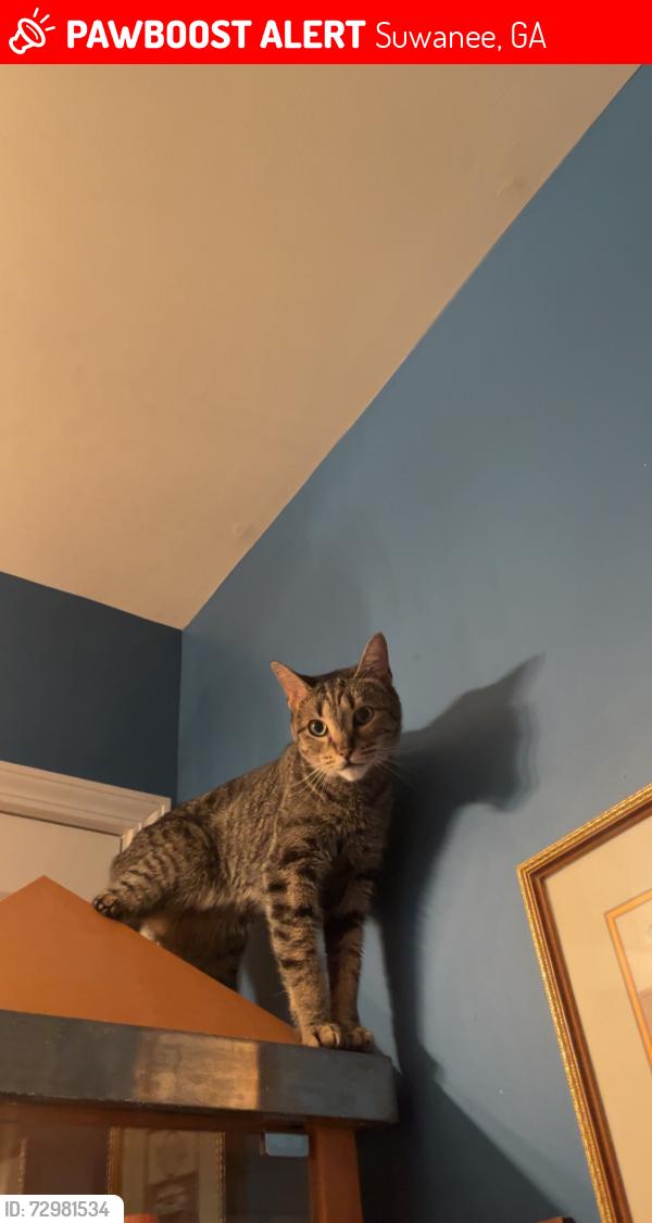 Lost Female Cat last seen Townsend creek, North Gwinnett high school , Suwanee, GA 30518