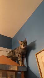 Lost Female Cat last seen Townsend creek, North Gwinnett high school , Suwanee, GA 30518