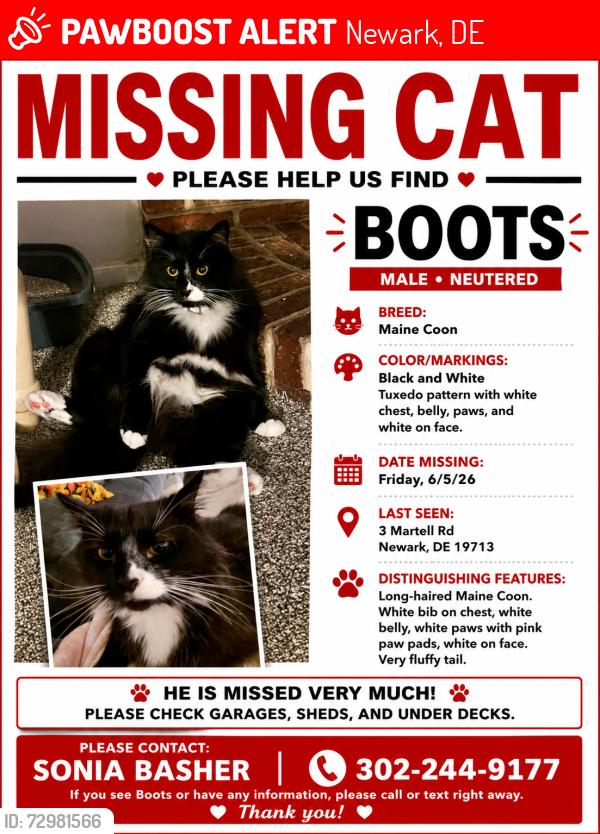 Lost Male Cat last seen Old Newark road newark de 19713, Newark, DE 19713
