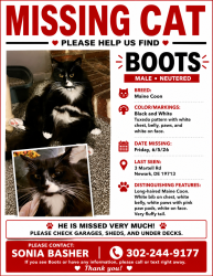Lost Male Cat last seen Old Newark road newark de 19713, Newark, DE 19713