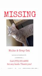 Lost Male Cat last seen candlewick dr sw, Poplar Grove, IL 61065