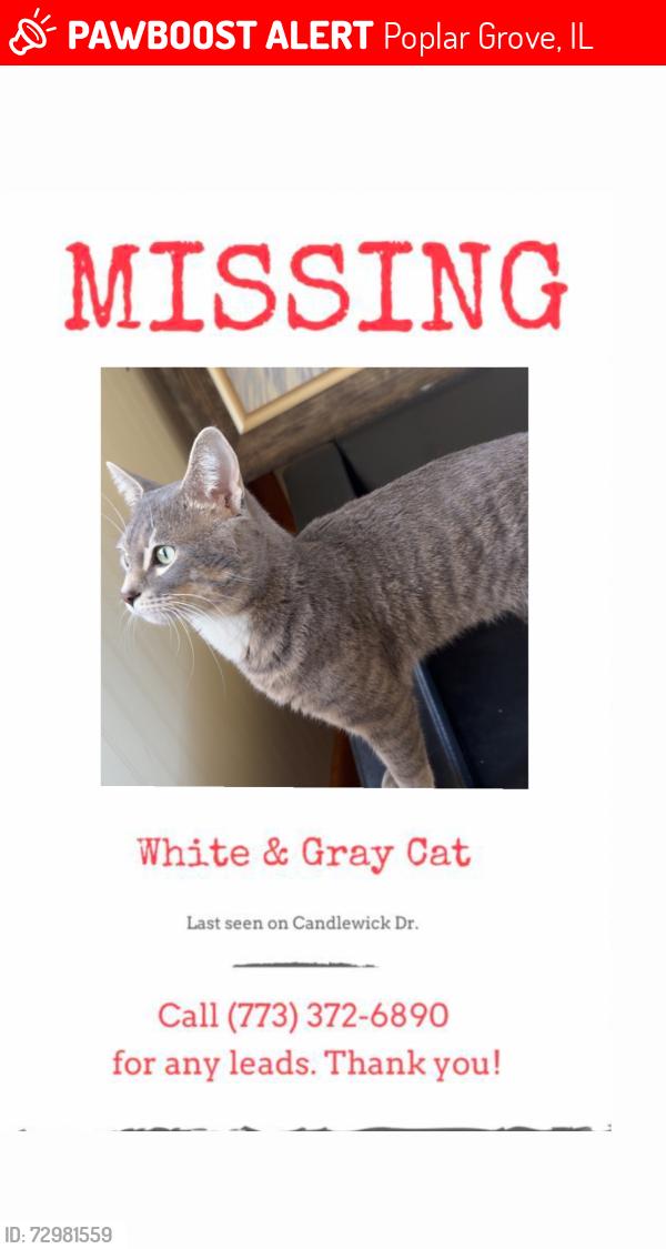 Lost Male Cat last seen candlewick dr sw, Poplar Grove, IL 61065